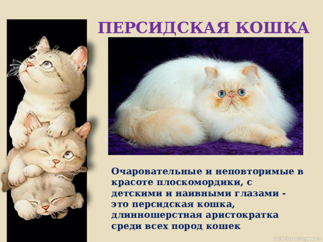 ПЕРСИДСКАЯ КОШКА Очаровательные и неповторимые в красоте плоскомордики, с детскими и наивными глазами - это персидская кошка, длинношерстная аристократка среди всех пород кошек 