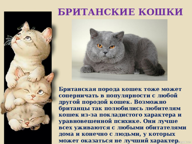 БРИТАНСКИЕ КОШКИ           Британская порода кошек тоже может соперничать в популярности с любой другой породой кошек. Возможно британцы так полюбились любителям кошек из-за покладистого характера и уравновешенной психике. Они лучше всех уживаются с любыми обитателями дома и конечно с людьми, у которых может оказаться не лучший характер . 