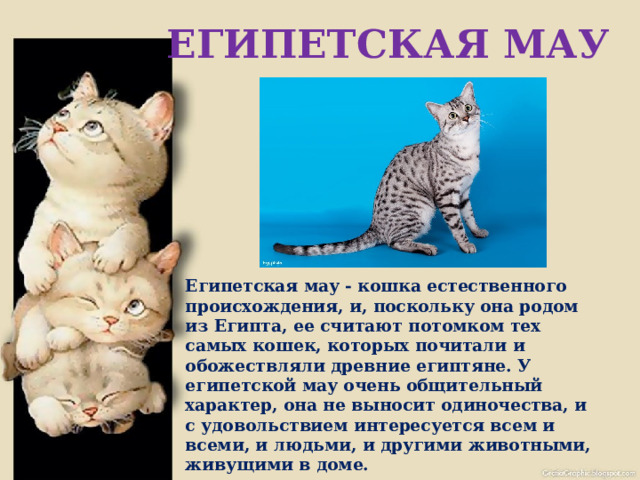ЕГИПЕТСКАЯ МАУ  Египетская мау - кошка естественного происхождения, и, поскольку она родом из Египта, ее считают потомком тех самых кошек, которых почитали и обожествляли древние египтяне. У египетской мау очень общительный характер, она не выносит одиночества, и с удовольствием интересуется всем и всеми, и людьми, и другими животными, живущими в доме. 