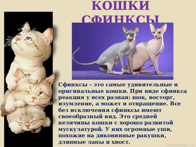 КОШКИ СФИНКСЫ  Сфинксы – это самые удивительные и оригинальные кошки. При виде сфинкса реакция у всех разная: шок, восторг, изумление, а может и отвращение. Все без исключения сфинксы имеют своеобразный вид. Это средней величины кошки с хорошо развитой мускулатурой. У них огромные уши, похожие на диковинные ракушки, длинные лапы и хвост. 