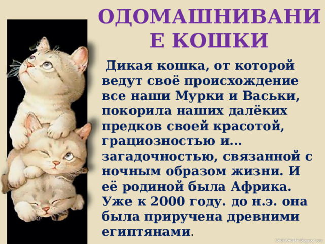 ОДОМАШНИВАНИЕ КОШКИ  Дикая кошка, от которой ведут своё происхождение все наши Мурки и Васьки, покорила наших далёких предков своей красотой, грациозностью и... загадочностью, связанной с ночным образом жизни. И её родиной была Африка. Уже к 2000 году. до н.э. она была приручена древними египтянами . 