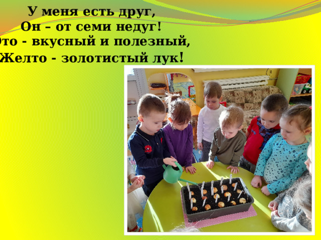 У меня есть друг,  Он – от семи недуг!  Это - вкусный и полезный,  Желто - золотистый лук ! 