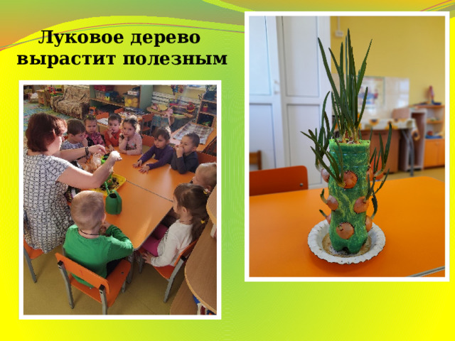 Луковое дерево  вырастит полезным 