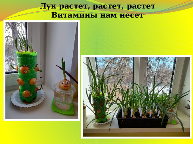 Лук растет, растет, растет  Витамины нам несет 