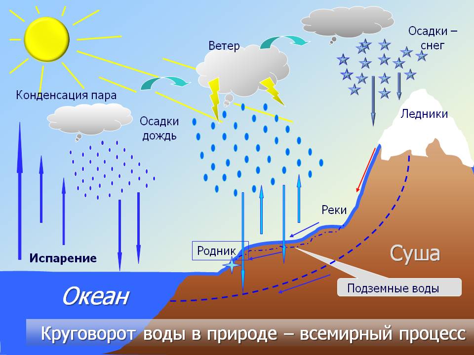 В ручьях и реках в озерах и океанах повсюду кипит жизнь схема