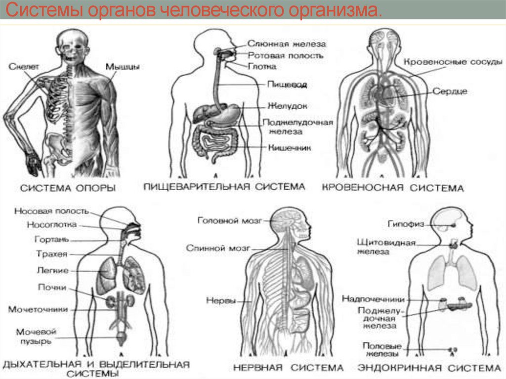 Схема строения организма человека схема