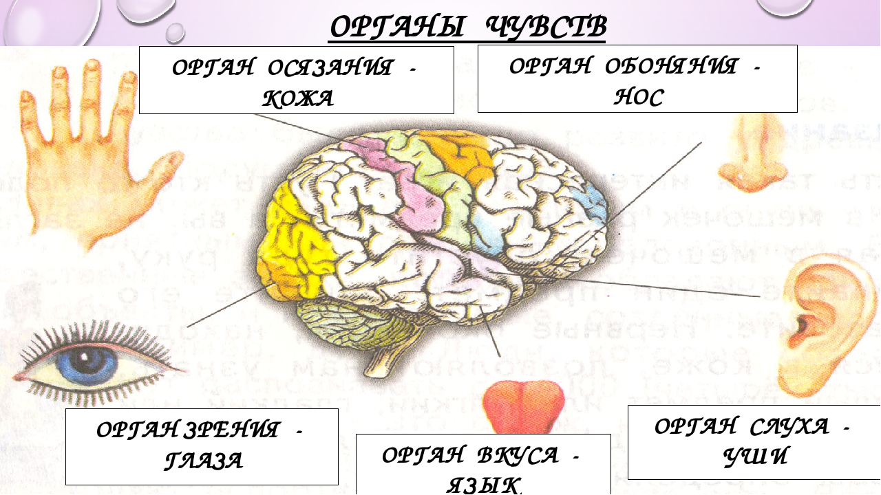 Каково значение органов чувств. Органы чувств таблица 3 класс. Схема органы чувств человека 3 класс. Проект органы чувств 3 класс окружающий мир. Мозг и органы чувств.