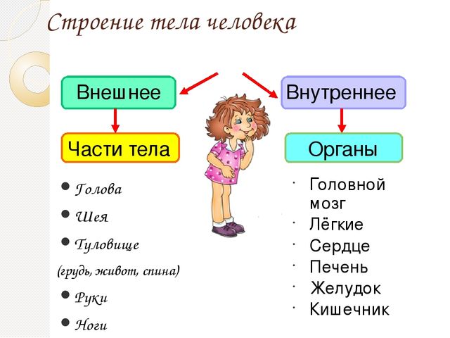 Презентация внешнее строение человека 4 класс