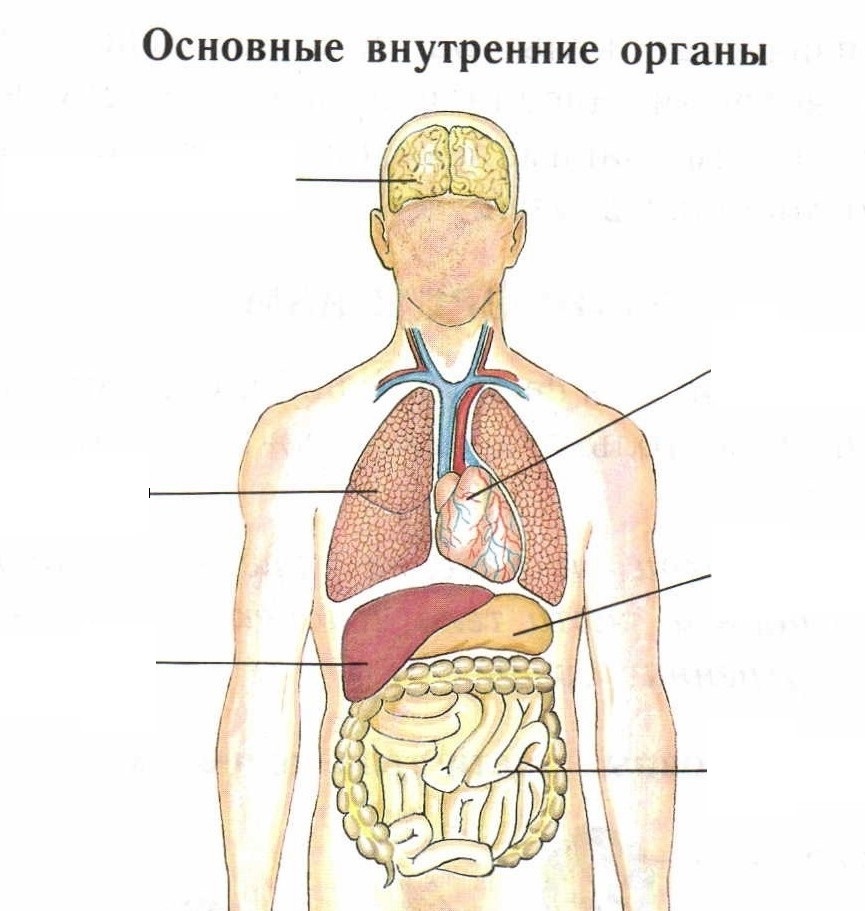 Внешнее строение человека схема