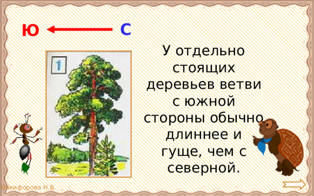 С Ю  У отдельно стоящих деревьев ветви с южной стороны обычно длиннее и гуще, чем с северной. 