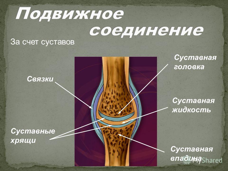 Перетащи название. Строение сустава суставной хрящ. Строение сустава человека биология 8. Суставной хрящ строение. Схема суставного хряща.