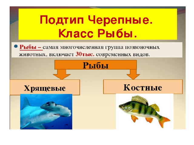 Торпедообразная форма тела.