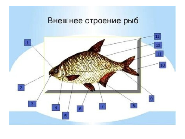 Зарисуйте схему внешнего строения рыбы подпишите основные части животного