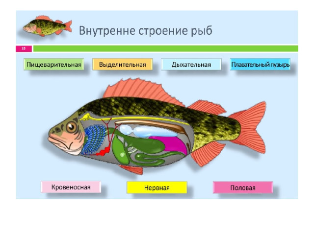 Строение рыбы картинка для детей