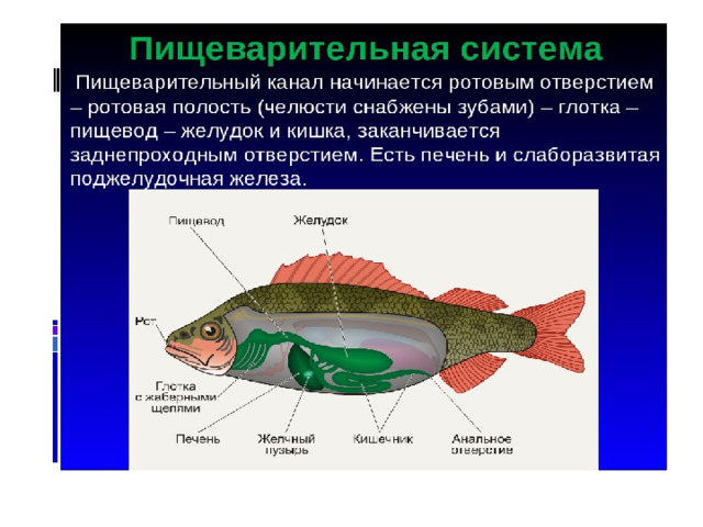 Какая система органов изображена на рисунке