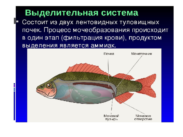 Строение рыбы тест