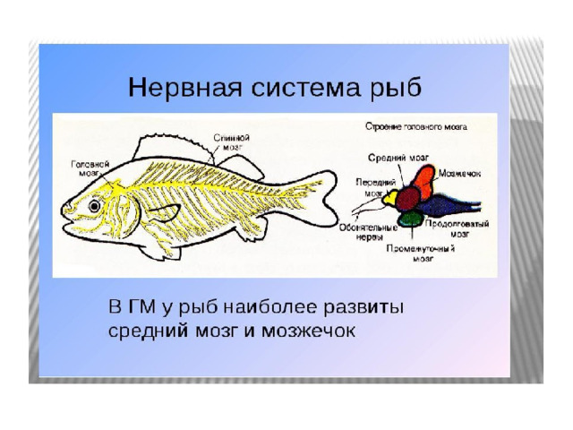 Тест по рыбам 8 класс. Строение рыбы. Клеточное строение рыбы. Рыба клоун внешнее и внутреннее строение. Внутреннее строение рыбы клоуна.