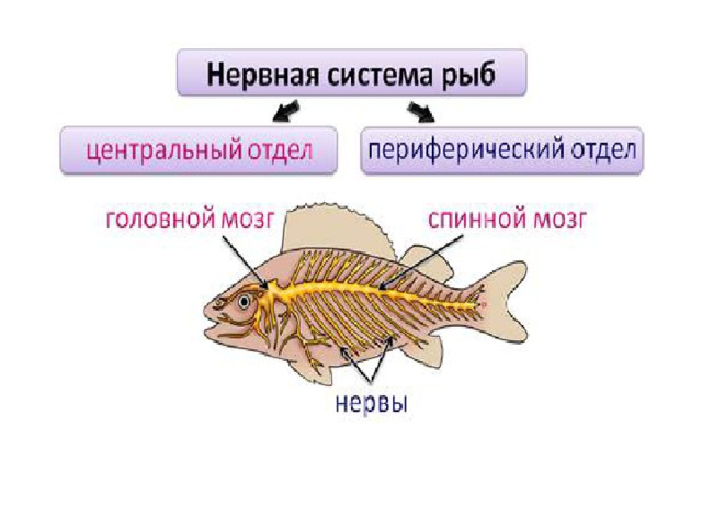 Самостоятельная работа по теме внутреннее строение рыб. Пищеварительная система рыб. Половая система рыб. Внутреннее строение рыбы 7 класс биология.