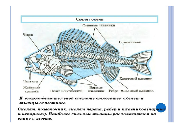 Внутреннее строение рыбы рисунок