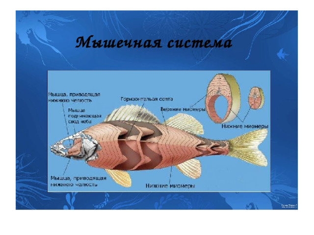 Карась хрящевая рыба. Мышечная система рыб. Мышцы рыбы строение. Мускулатура рыб. Строение мышечной ткани рыбы.