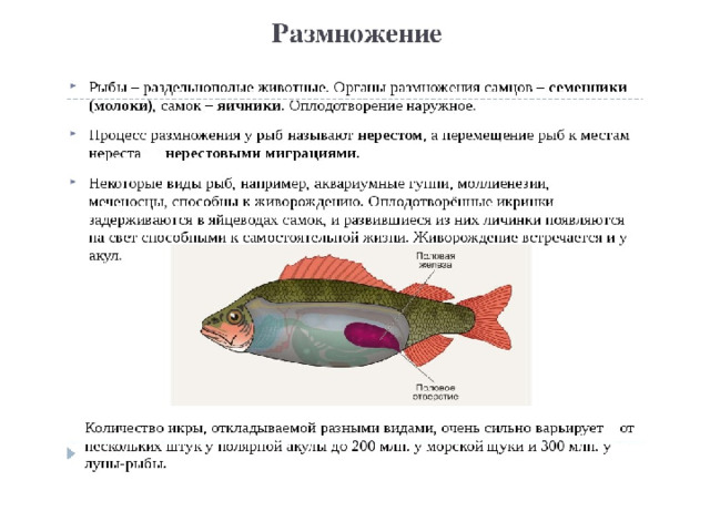 Окружающий мир 3 класс рыбы