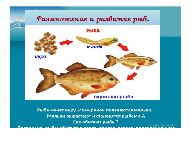 Строение рыбы тест. Строение рыбы. Строение рыбы для детей. Строение рыбки для дошкольников. Строение рыбы для дошкольников.