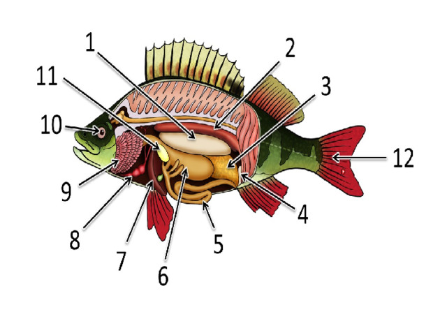 Какая система органов изображена на рисунке 7 класс рыба