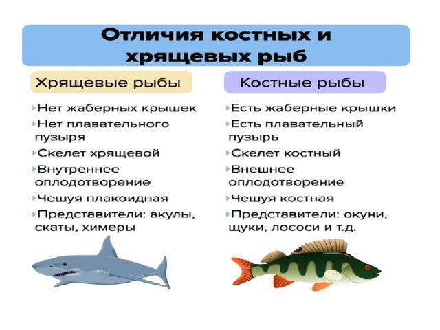 У каких костных рыб нет плавательного пузыря