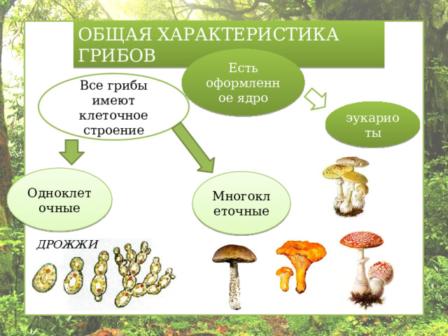 ОБЩАЯ ХАРАКТЕРИСТИКА ГРИБОВ Есть оформленное ядро Все грибы имеют клеточное строение эукариоты Одноклеточные Многоклеточные ДРОЖЖИ 