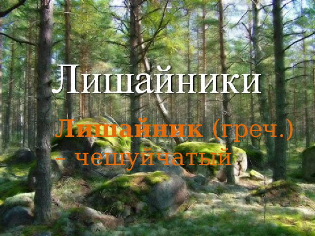 Лишайник (греч.) – чешуйчатый 