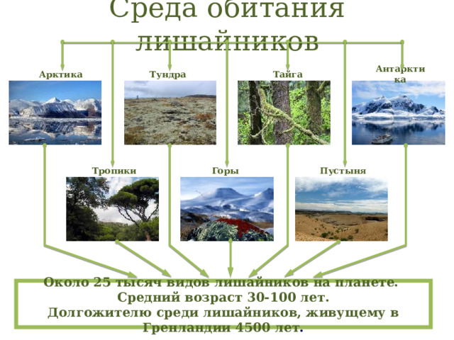 Среда обитания лишайников Тундра Антарктика Арктика Тайга Горы Пустыня Тропики Около 25 тысяч видов лишайников на планете.  Средний возраст 30-100 лет.  Долгожителю среди лишайников, живущему в Гренландии 4500 лет . 