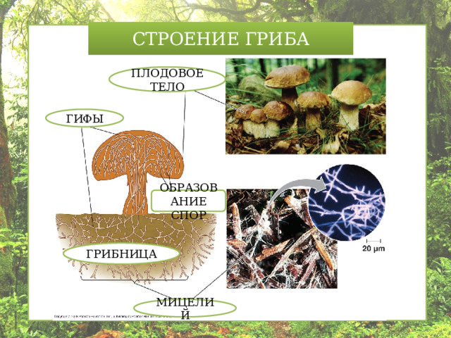 СТРОЕНИЕ ГРИБА ПЛОДОВОЕ ТЕЛО ГИФЫ ОБРАЗОВАНИЕ СПОР ГРИБНИЦА МИЦЕЛИЙ 