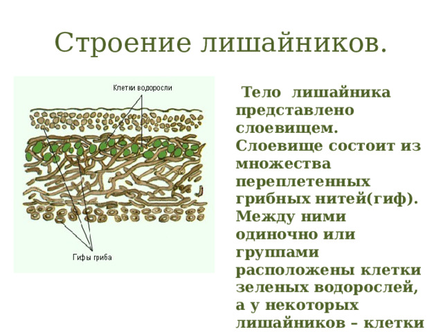 Строение лишайников.  Тело лишайника представлено слоевищем. Слоевище состоит из множества переплетенных грибных нитей(гиф). Между ними одиночно или группами расположены клетки зеленых водорослей, а у некоторых лишайников – клетки цианобактерий. 