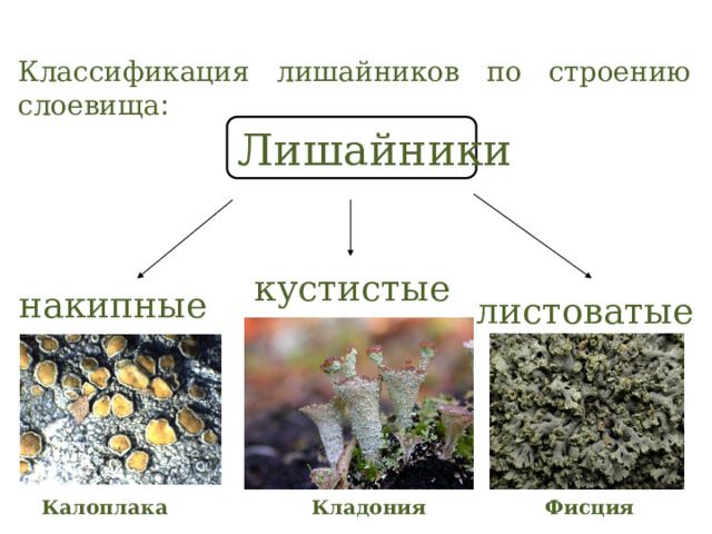 Классификация лишайников по строению слоевища : Лишайники кустистые накипные листоватые Калоплака Фисция Кладония 