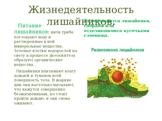 Жизнедеятельность лишайников .  Питание лишайников : нити гриба поглощают воду и растворенные в ней минеральные вещества. Зеленые клетки водорослей на свету в процессе фотосинтеза образуют органические вещества.  Лишайники впитывают влагу дождей и туманов всей поверхность тела. В жаркие дни они настолько высыхают, что кажутся совершенно безжизненными, но стоит пройти дождю, и они снова оживают. Размножаются лишайники, спорами или отделившимися кусочками слоевища. 