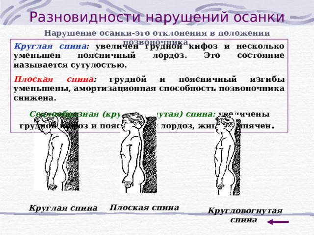 Вертикальное положение позвоночника