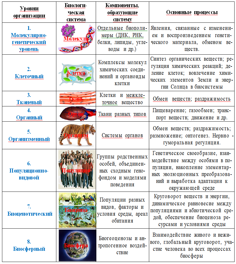 Уровни организации живого вопросы. Уровни организации живого ЕГЭ биология таблица. Уровни организации жизни биология 9 класс таблица. Таблица по биологии 9 класс уровни организации живого. Таблица уровни организации живого 9 класс.