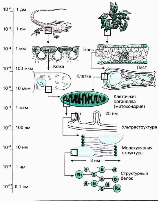 Уровни организации живой материи схема