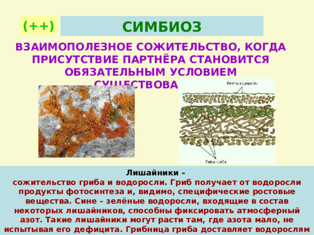 СИМБИОЗ (++) ВЗАИМОПОЛЕЗНОЕ СОЖИТЕЛЬСТВО, КОГДА ПРИСУТСТВИЕ ПАРТНЁРА СТАНОВИТСЯ ОБЯЗАТЕЛЬНЫМ УСЛОВИЕМ СУЩЕСТВОВАНИЯ. Лишайники –  сожительство гриба и водоросли. Гриб получает от водоросли продукты фотосинтеза и, видимо, специфические ростовые вещества. Сине – зелёные водоросли, входящие в состав некоторых лишайников, способны фиксировать атмосферный азот. Такие лишайники могут расти там, где азота мало, не испытывая его дефицита. Грибница гриба доставляет водорослям воду с минеральными веществами. Лишайник 