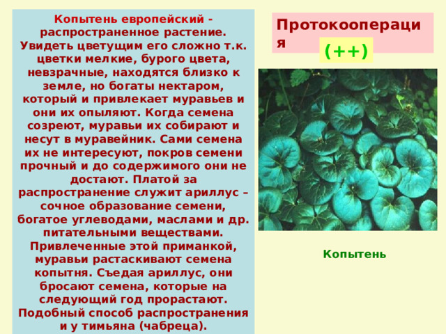 Копытень европейский -  распространенное растение. Увидеть цветущим его сложно т.к. цветки мелкие, бурого цвета, невзрачные, находятся близко к земле, но богаты нектаром, который и привлекает муравьев и они их опыляют. Когда семена созреют, муравьи их собирают и несут в муравейник. Сами семена их не интересуют, покров семени прочный и до содержимого они не достают. Платой за распространение служит ариллус – сочное образование семени, богатое углеводами, маслами и др. питательными веществами. Привлеченные этой приманкой, муравьи растаскивают семена копытня. Съедая ариллус, они бросают семена, которые на следующий год прорастают. Подобный способ распространения и у тимьяна (чабреца). Принесенные семена прорастают прямо на муравейнике.   Протокооперация (++) Чабрец(тимьян) Копытень 