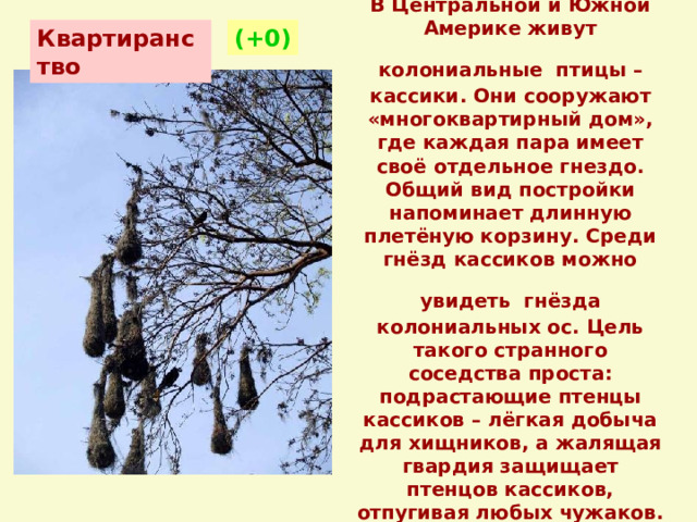 Удобное соседство.  В Центральной и Южной Америке живут колониальные  птицы – кассики. Они сооружают «многоквартирный дом», где каждая пара имеет своё отдельное гнездо. Общий вид постройки напоминает длинную плетёную корзину. Среди гнёзд кассиков можно увидеть  гнёзда колониальных ос. Цель такого странного соседства проста: подрастающие птенцы кассиков – лёгкая добыча для хищников, а жалящая гвардия защищает птенцов кассиков, отпугивая любых чужаков.   Квартиранство (+0) 