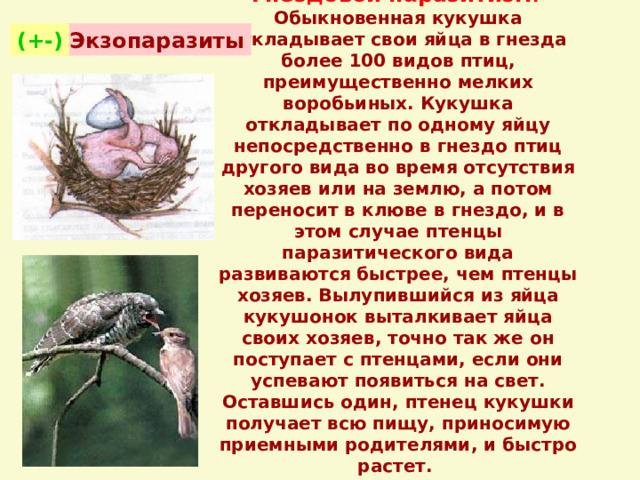 В гнезда каких птиц кукушка откладывает яйца
