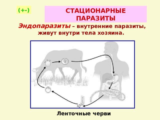 (+-) СТАЦИОНАРНЫЕ ПАРАЗИТЫ Эндопаразиты – внутренние паразиты, живут внутри тела хозяина. Ленточные черви 