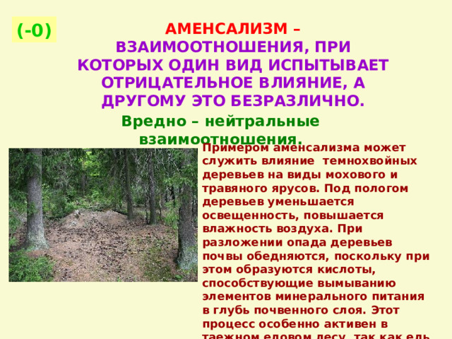 АМЕНСАЛИЗМ –  ВЗАИМООТНОШЕНИЯ, ПРИ КОТОРЫХ ОДИН ВИД ИСПЫТЫВАЕТ ОТРИЦАТЕЛЬНОЕ ВЛИЯНИЕ, А ДРУГОМУ ЭТО БЕЗРАЗЛИЧНО. (-0)  Вредно – нейтральные взаимоотношения. Примером аменсализма может служить влияние темнохвойных деревьев на виды мохового и травяного ярусов. Под пологом деревьев уменьшается освещенность, повышается влажность воздуха. При разложении опада деревьев почвы обедняются, поскольку при этом образуются кислоты, способствующие вымыванию элементов минерального питания в глубь почвенного слоя. Этот процесс особенно активен в таежном еловом лесу, так как ель — сильный средообразующий вид. 