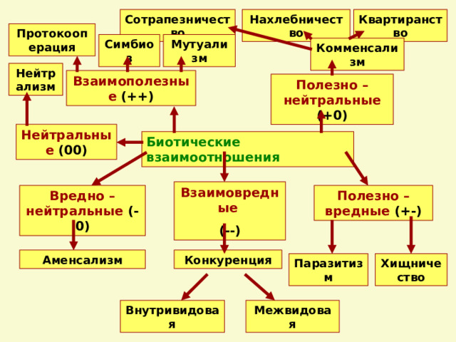 Сотрапезничество Нахлебничество Квартиранство Протокооперация Симбиоз Мутуализм Комменсализм Нейтрализм Взаимополезные  (++) Полезно – нейтральные  (+0) Нейтральные  (00) Биотические взаимоотношения Взаимовредные  (--) Вредно – нейтральные  (-0) Полезно – вредные  (+-) Аменсализм Конкуренция Паразитизм Хищничество Внутривидовая Межвидовая 