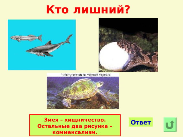 Кто лишний? Змея – хищничество.  Остальные два рисунка – комменсализм. Ответ 