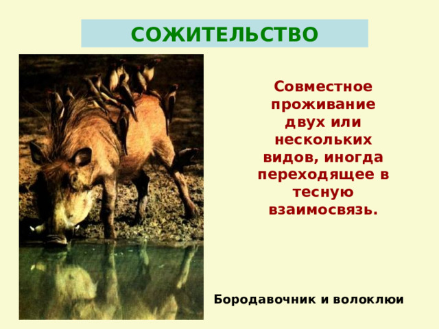 СОЖИТЕЛЬСТВО Совместное проживание двух или нескольких видов, иногда переходящее в тесную взаимосвязь. Бородавочник и волоклюи 