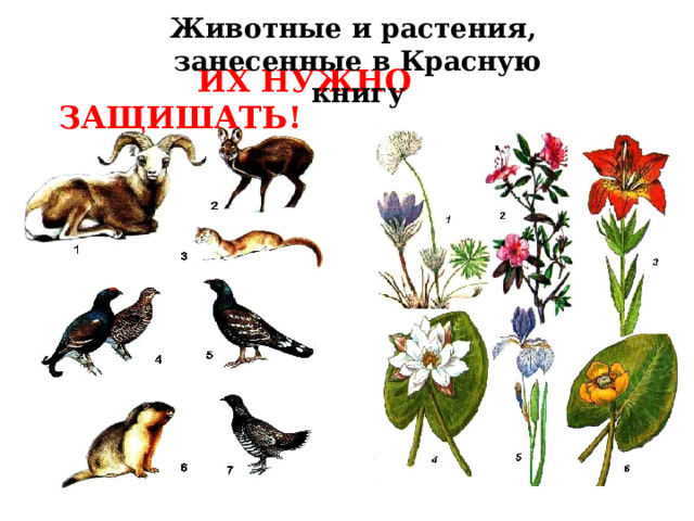 Животные и растения, занесенные в Красную книгу  ИХ НУЖНО  ЗАЩИШАТЬ! 
