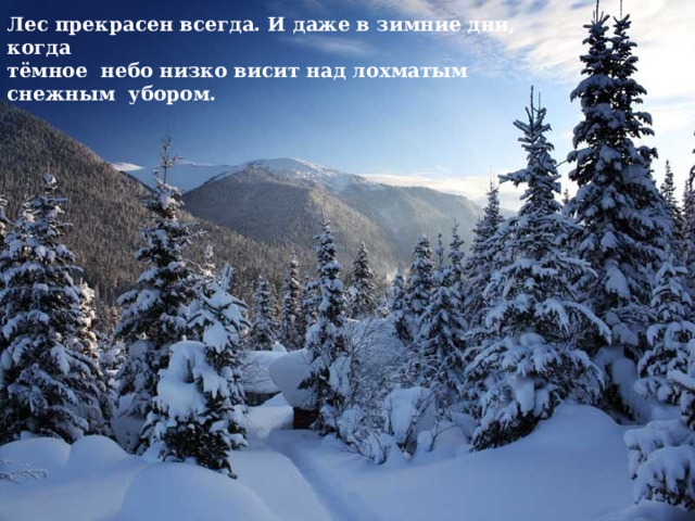 Лес прекрасен всегда. И даже в зимние дни, когда  тёмное небо низко висит над лохматым  снежным убором. 