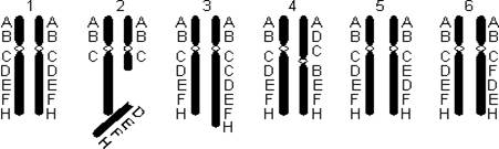 Удвоение участка хромосомы какая мутация. Хромосомные мутации делеция дупликация инверсия транслокация. Инверсия транслокация. Делеция транслокация инверсия. Делеция дупликация инверсия транслокация.